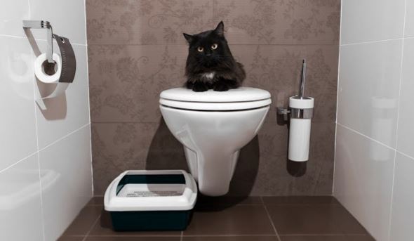 catwc