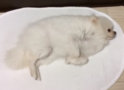 pomeraniangamofumofuni