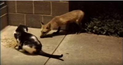 猫vsキツネ、ご飯を巡る闘い