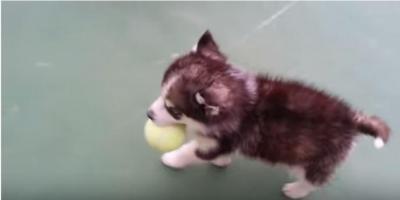 ボールを運ぶヨチヨチ歩きの赤ちゃんハスキー犬