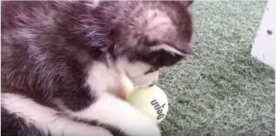 ボールを運ぶヨチヨチ歩きの赤ちゃんハスキー犬