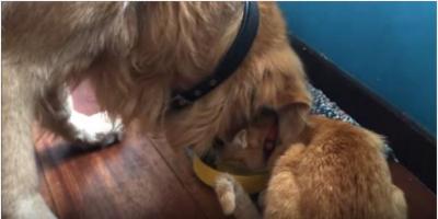 子猫とゴールデンレトリバー、何年経っても一緒