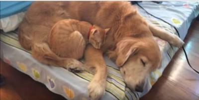 子猫とゴールデンレトリバー、何年経っても一緒