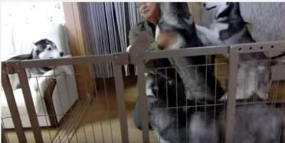 お帰りー!飼い主さんが大好き過ぎるハスキー犬
