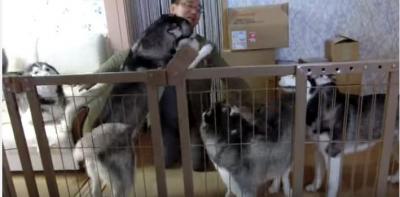 お帰りー!飼い主さんが大好き過ぎるハスキー犬