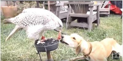 ハヤブサのご飯を分け与えて貰う犬