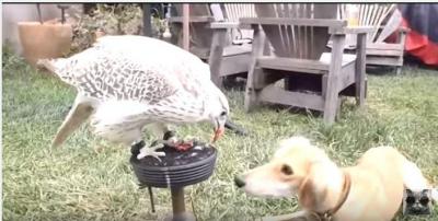 ハヤブサのご飯を分け与えて貰う犬