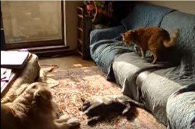 猫同士の喧嘩に癒やし系犬が仲裁