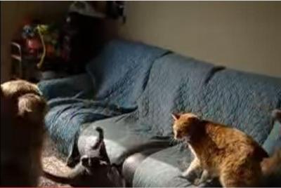 猫同士の喧嘩に癒やし系犬が仲裁