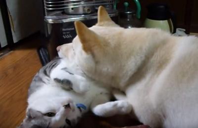 あれ、どうしてこんなことに??枕にされた猫