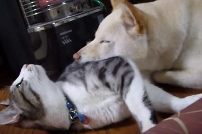 あれ、どうしてこんなことに??枕にされた猫