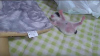 ピンクのお腹が可愛い、コロコロ転げ落ちる子猫