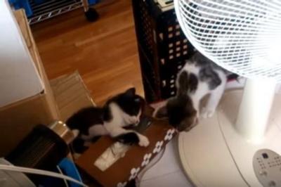 遊びに夢中でゴミ箱に落ちる猫
