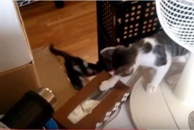 遊びに夢中でゴミ箱に落ちる猫