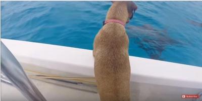 イルカがお出迎え、仲良しなイルカと犬