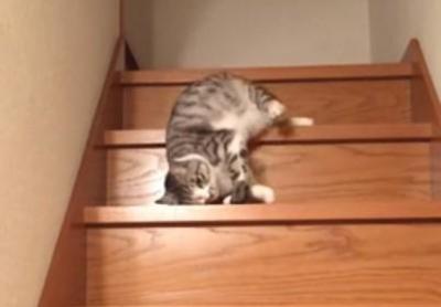 まるで液体?ぐにゃぐにゃと階段をおりる猫