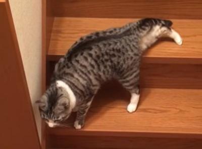 まるで液体?ぐにゃぐにゃと階段をおりる猫