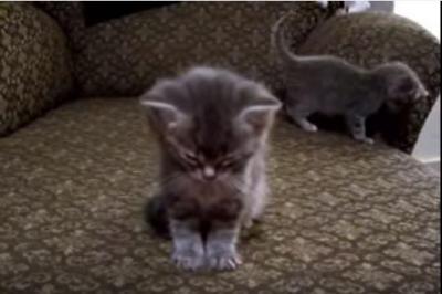 眠りに落ちる子猫、まわりの雑踏にも勝つ睡魔