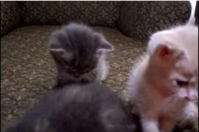眠りに落ちる子猫、まわりの雑踏にも勝つ睡魔