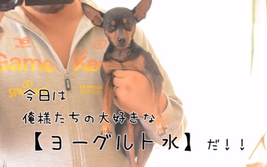 yogult