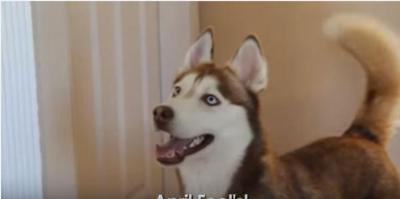 ハスキー犬が妊娠?慌てる家族にどんでん返し
