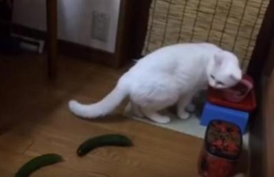 そこまで驚く!?キュウリに激しく驚く猫