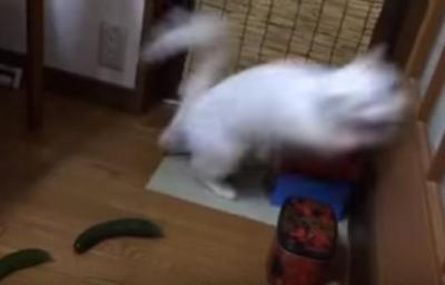 そこまで驚く!?キュウリに激しく驚く猫