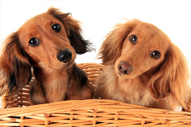 shutterstock_197450006_R