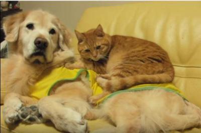 猫のベッドは犬のお腹、暖かいニャ~