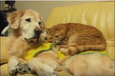 猫のベッドは犬のお腹、暖かいニャ~
