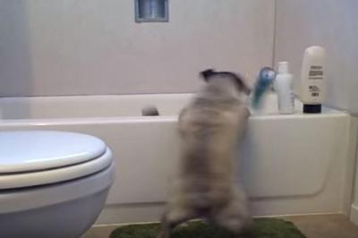 怒るパグ、気にくわないボトル