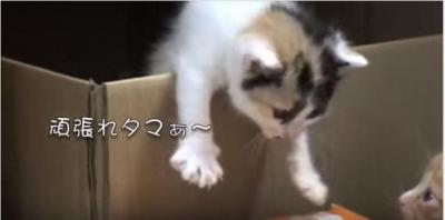 段ボール箱から出られない~!3匹めに注目!