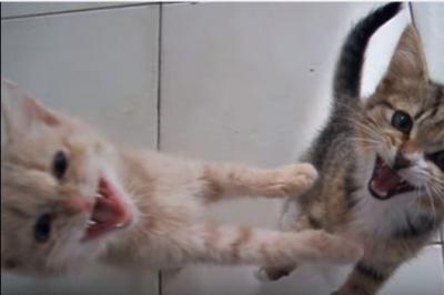ご飯をせがむ子猫たちは大騒ぎ