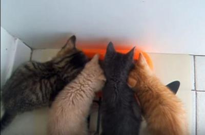 ご飯をせがむ子猫たちは大騒ぎ