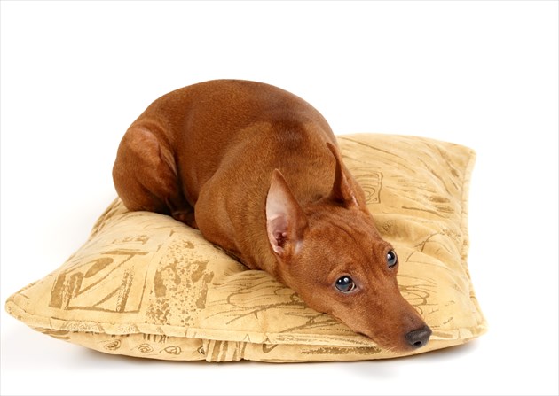 shutterstock_34980694_R