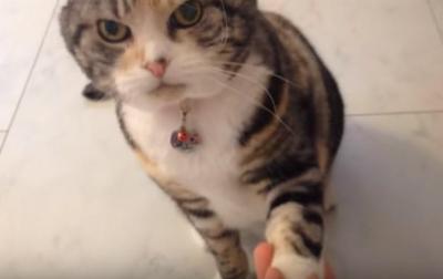 犬みたい!!芸を仕込まれた猫