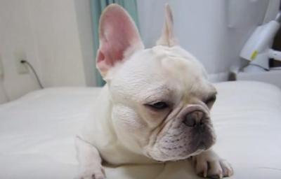 つられて眠くなる・・犬のうたたね