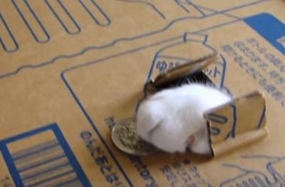 えっ本物!?高性能、リアル猫貯金箱