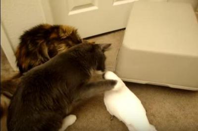 猫と鳥が仲良く一緒にかくれんぼ
