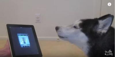 美声過ぎるハスキー犬ビーバー現る!