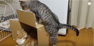 段ボール箱の中と上に猫、その結果は・・・?