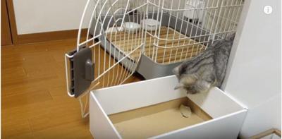 箱の中のイリュージョン?猫vs紙切れ