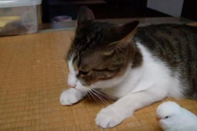 大好きすぎて鳴き声が・・!仲良し猫とインコ