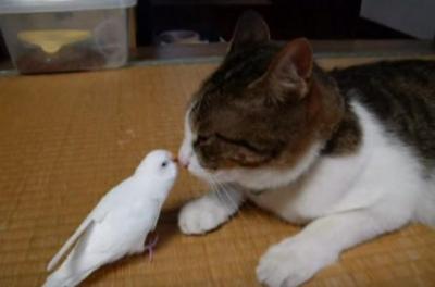 大好きすぎて鳴き声が・・!仲良し猫とインコ