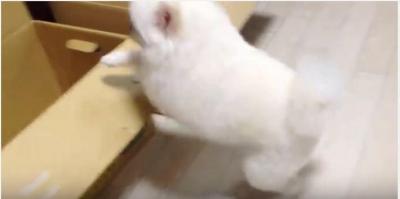 箱へぴょん!飛び込む真っ白ポメラニアン