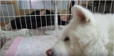 扇風機待ち!秋田犬の元気くん我慢出来るのか?