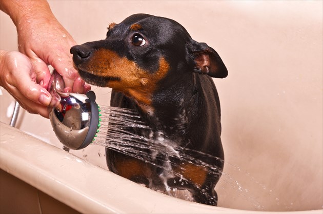 shutterstock_91115360_R