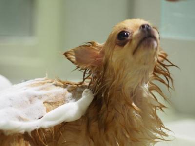 意外と簡単!犬のセルフシャンプー
