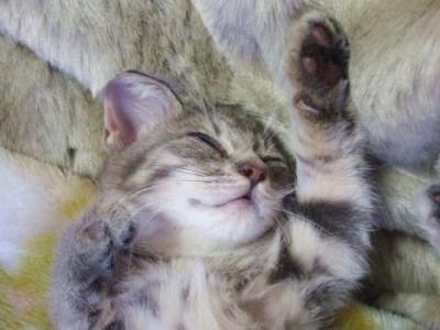 猫が大好きなマタタビ。危険性も知っておこう