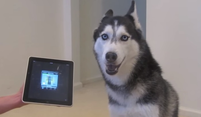 hasky